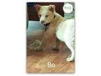 Adopt Bo a Australian Shepherd