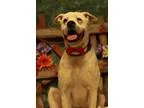 Adopt Popeye a White Boxer  Mixed dog in Twin Falls ID (15494542
