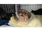 Adopt Missy Love a Domestic Shorthair  Mixed (short coat) cat in