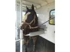 Ten Year Old Thoroughbred Mare