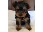 Newsf Teacup Yorkie Puppies For Pet Lovers