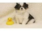 Japanese Chin Puppies for sale500