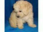 Adorable toy poodle puppies for sale