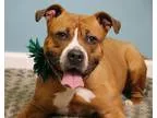 Adopt Star-Dog of the Month ) a RedGoldenOrangeCh estnut - with 
