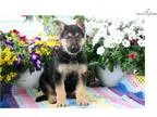 Dart - German Shepherd Male