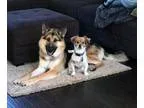 Hemi - Male Colorpoint Shorthair Mix
