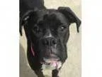 Adopt Willow a Black - with White Boxer Mixed dog in Pontiac MI