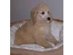 Adopt Dandi a RedGoldenOrangeCh estnut - with Black Poodle (Stan