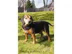 Adopt Duke a Beagle  Mixed dog in Romeoville IL (14966443)