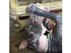 Adopt Kansas a Boxer Boston Terrier