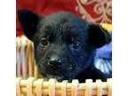 Adopt Biscotti a Spaniel Australian Shepherd