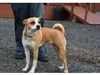 Adopt Miss Carmel a Terrier