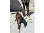 Adopt Brinks a BrownChocolate Labrador Retriever  Mixed dog in T