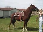 9 YO Quarter Cross Gelding