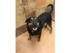 Adopt Chop a Black - with Brown Red Golden Orange or Chestnut Ro