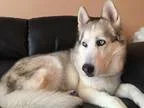 Adopt Max a Black - with White Husky  Mixed dog in Romeoville IL