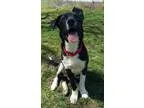 Adopt Gatsby a Black - with White Border Collie  Boxer  Mixed do
