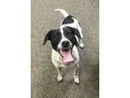 Adopt Daisy a White - with Black Jack Russell Terrier  Mixed dog