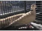 Adopt Louie a Dove bird in Orlando FL ()