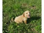 Adopt Bimbetteadopted a TanYellowFawn - with White Shih Tzu  Poo