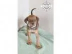 Adopt ADOPTED Skye (Ghanna OH) a Beagle
