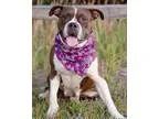 Adopt Peaches a Boxer