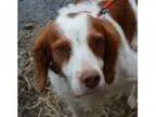 Adopt Miles a Brittany Spaniel