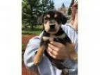 Adopt Jed--Adoption Pending a Beagle Hound