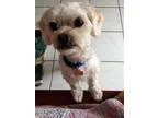 Adopt Laddie a White Poodle (Miniature)  Mixed dog in La Verne C