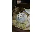 Adopt Ali a White (Mostly) Domestic Mediumhair (medium coat) cat