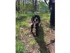 Adopt Cupcake a Cocker Spaniel