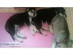 Adopt Patch a Bernese Mountain Dog Labrador Retriever