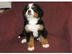 Bernese Mountain Dog Puppies for Sale