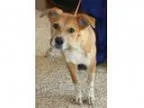 Adopt Oliver a Cattle Dog