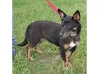 Adopt ASHA a Corgi Terrier
