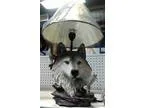 new animal lamp and shade amazing detail