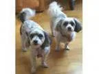 Adopt Bonnie and Klyde in NorCal a Havanese