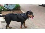 Adopt Diamond a Black - with Tan Yellow or Fawn Rottweiler  Mixe