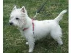 Adopt Sam a West Highland White Terrier Westie