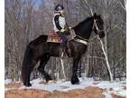Stunning Jet Black Dales Pony