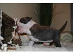 Sewrfgdge American Pit Bull Terrier puppies