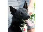 Adopt Buddy a Black - with White Border Collie  Mixed dog in Dan