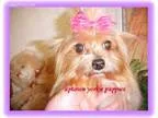 Akc Part Car