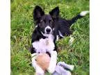 Adopt MASON a White - with Black Border Collie  Mixed dog in Mon