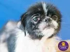 Adopt Angelica a Australian Shepherd