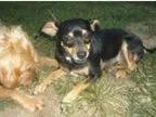Adopt George (fostered) a Miniature Pinscher