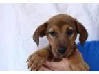 Adopt Cookie a German Shepherd Dog Labrador Retriever