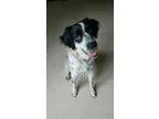 Adopt OHPiper a Black - with White Brittany  Mixed dog in Kent O