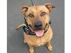 Adopt Kobe a TanYellowFawn Rhodesian Ridgeback  Pit Bull Terrier