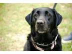 Adopt Ruth a Black Labrador Retriever  Labrador Retriever  Mixed